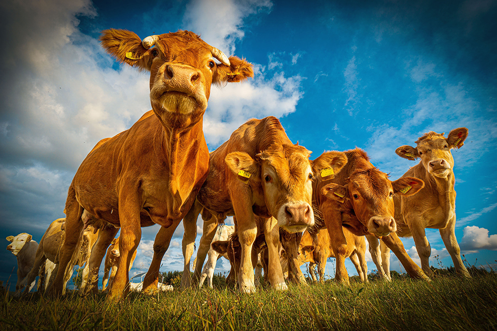 cattle-4675334-1000.jpg